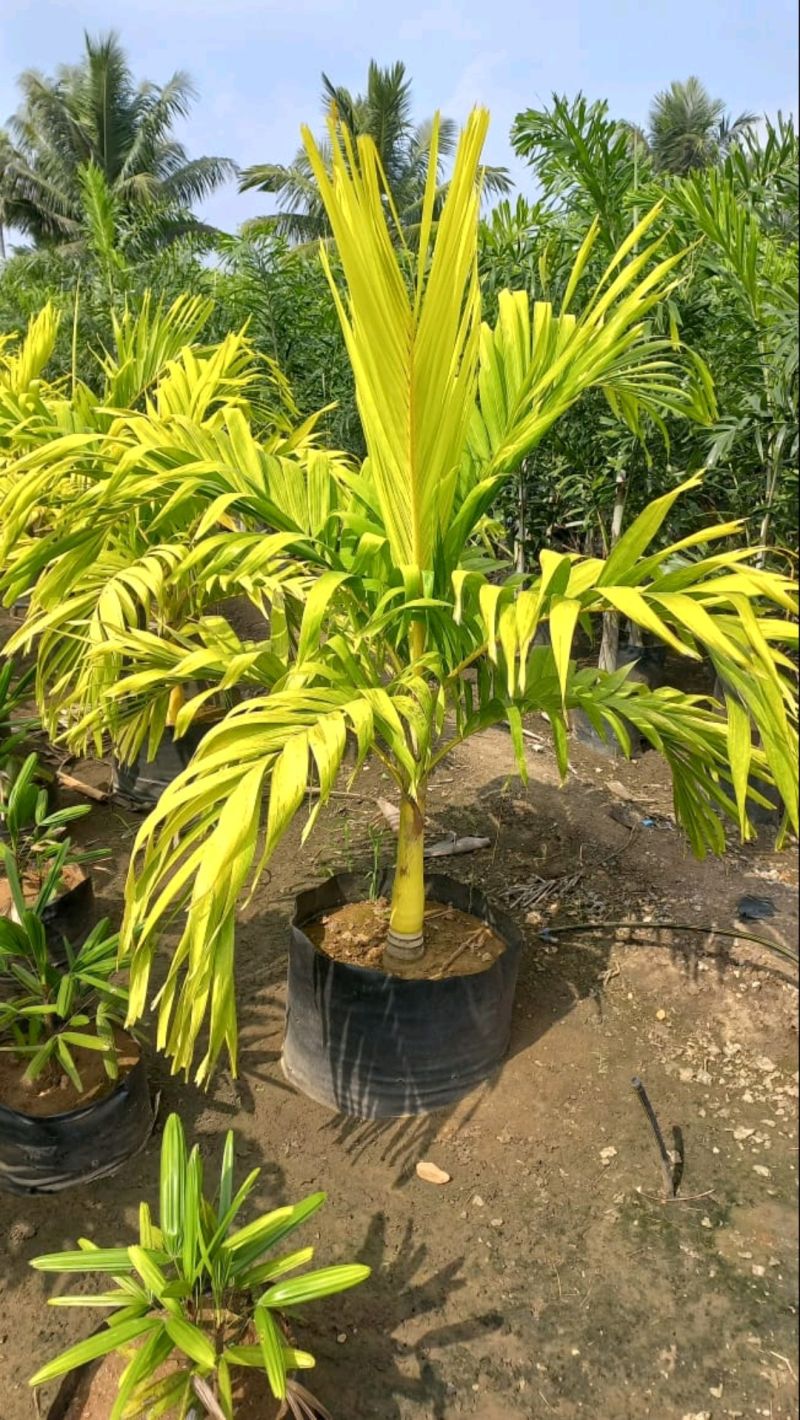 FICUS GOLDEN